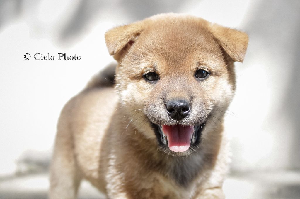 Nihon No Nakama - Chiots disponibles - Shiba