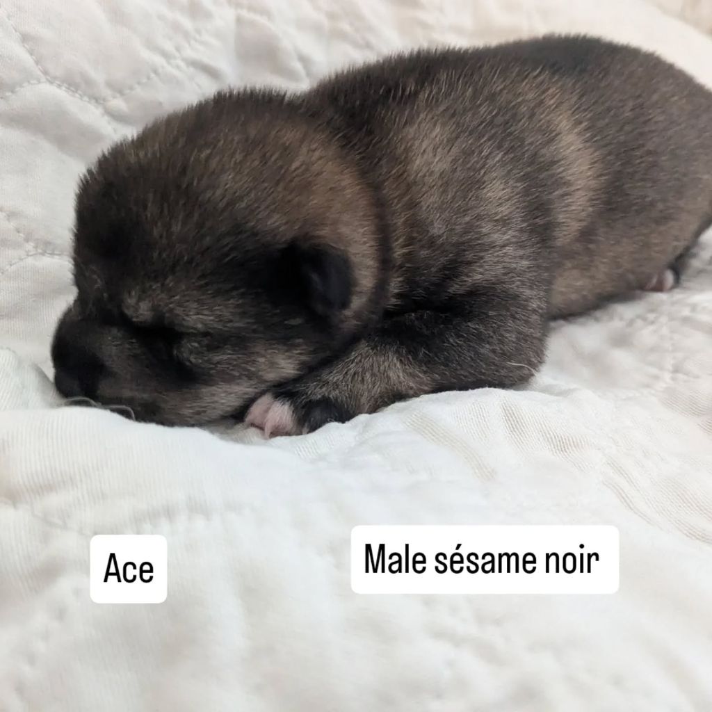 Nihon No Nakama - Chiots disponibles - Shiba