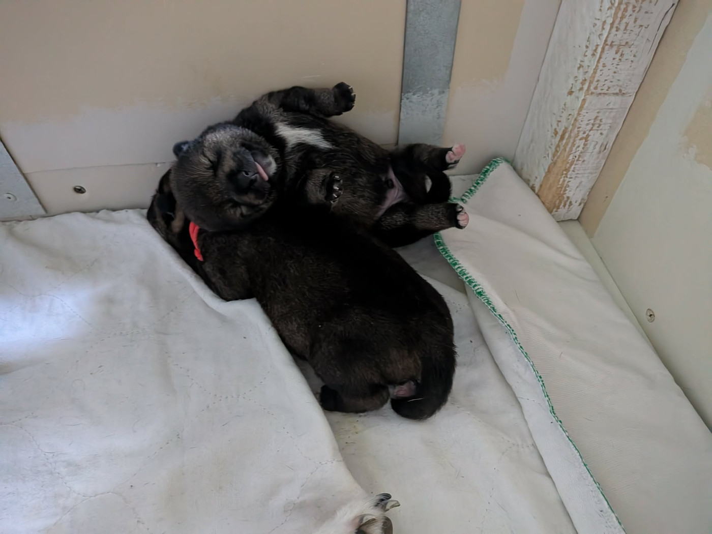 Nihon No Nakama - Chiots disponibles - Shiba