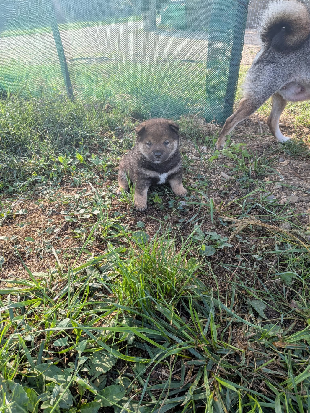 Nihon No Nakama - Chiots disponibles - Shiba