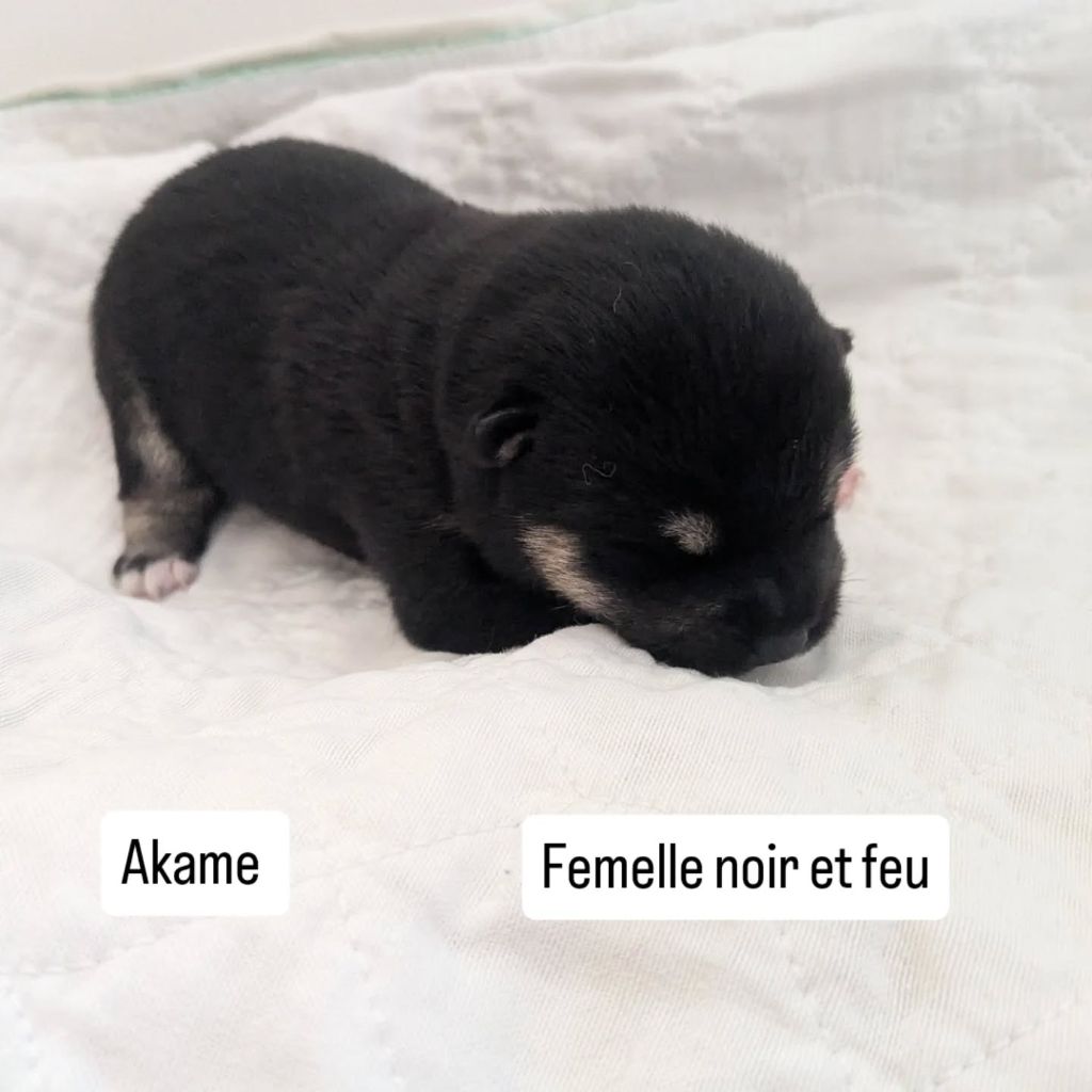 Nihon No Nakama - Chiots disponibles - Shiba