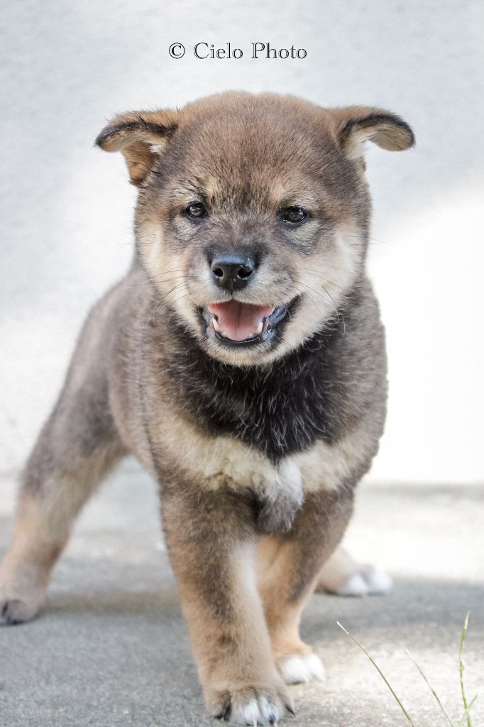 Nihon No Nakama - Chiots disponibles - Shiba