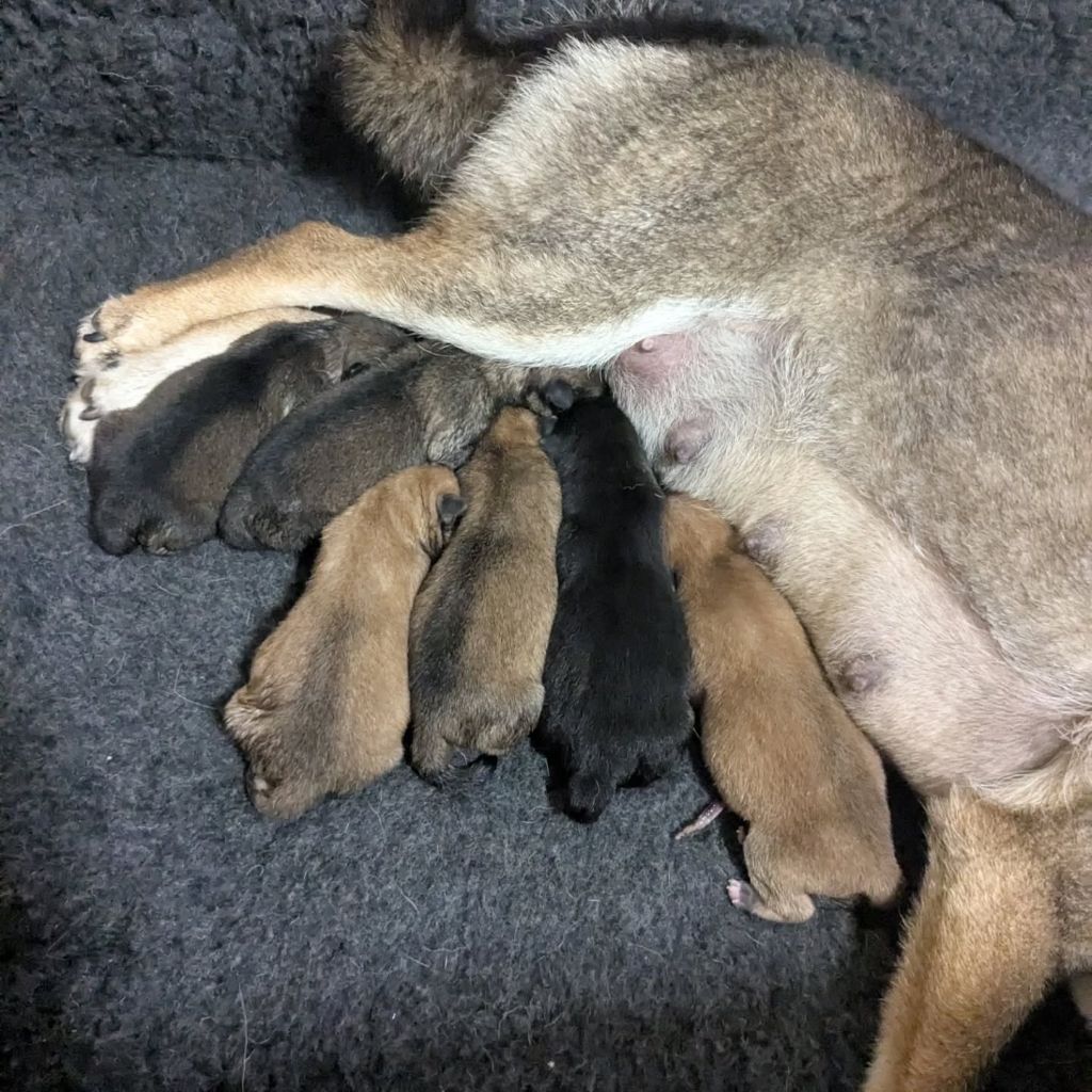 Chiot Shiba Nihon No Nakama