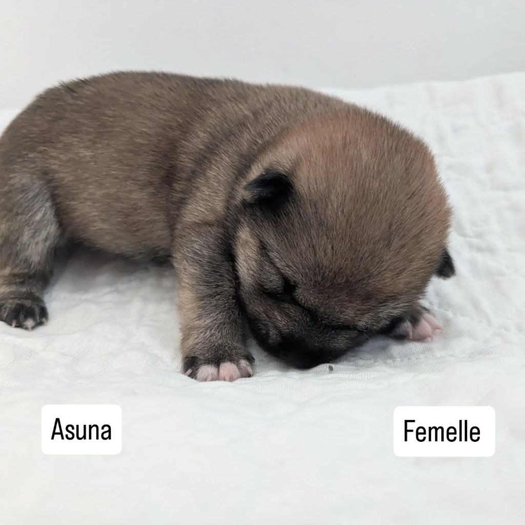 Nihon No Nakama - Chiots disponibles - Shiba