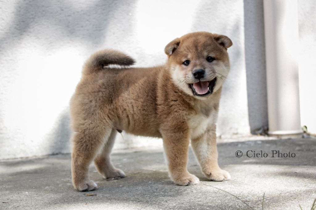Nihon No Nakama - Chiots disponibles - Shiba