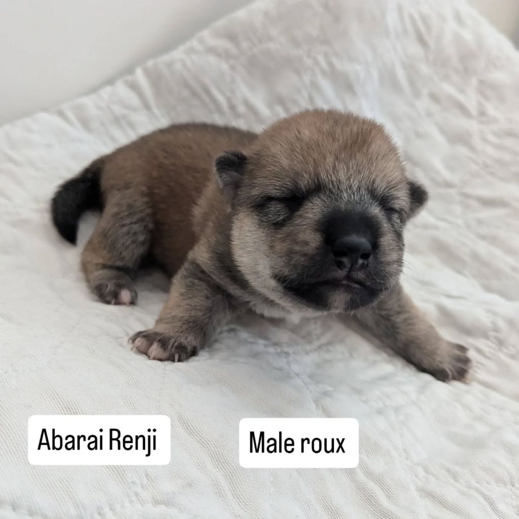 Nihon No Nakama - Chiots disponibles - Shiba