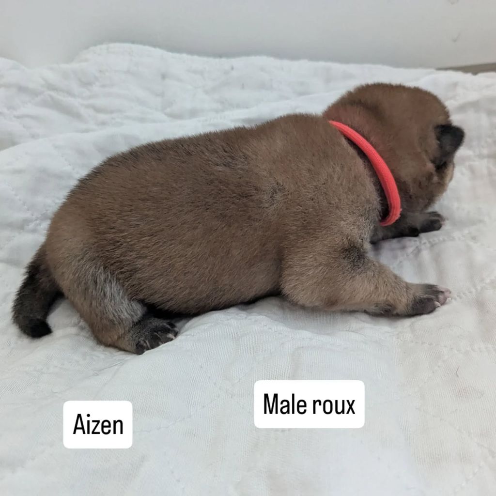Nihon No Nakama - Chiots disponibles - Shiba