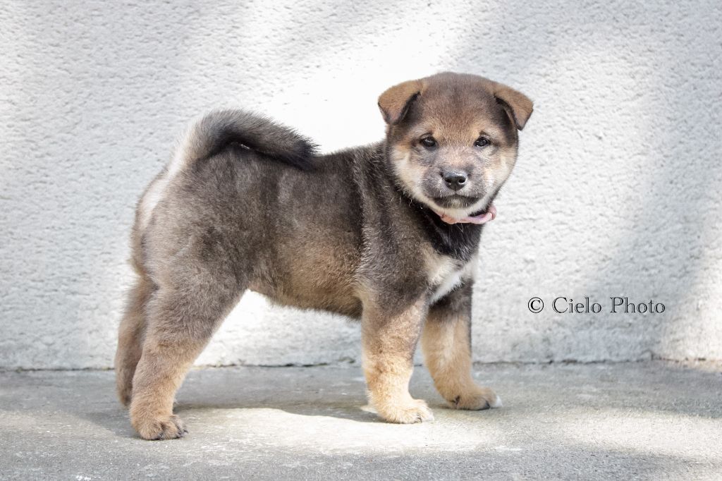 Nihon No Nakama - Chiots disponibles - Shiba