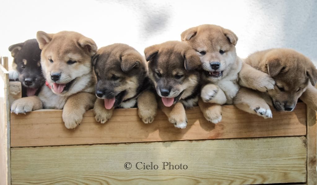 Nihon No Nakama - Shiba - Portée née le 01/06/2025